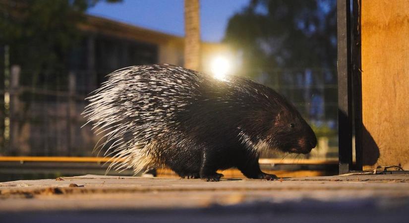 Hosszabb nyomkövetés után sem találták meg a szökevényt, ezért ezt kéri a jászberényi állatkert
