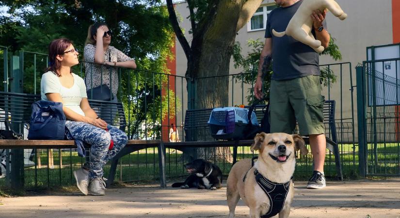Ahol jó négy lábon élni – Zöld szív is dobog a lila kerületben