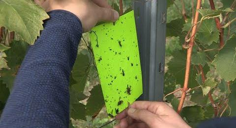 Komoly kárt okoz a szőlőben a parányi állat (tvkeszthely.hu)