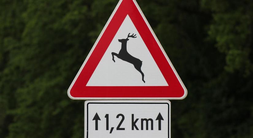 Vaddal, majd kisteherautóval ütközött a 47-esen