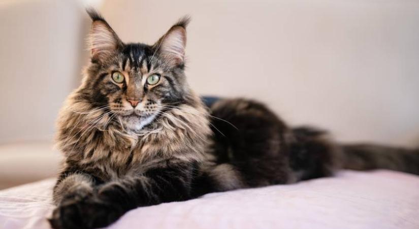 Tudod, melyik a maine coon cica? Teszteld, mennyire ismered a macskafajtákat