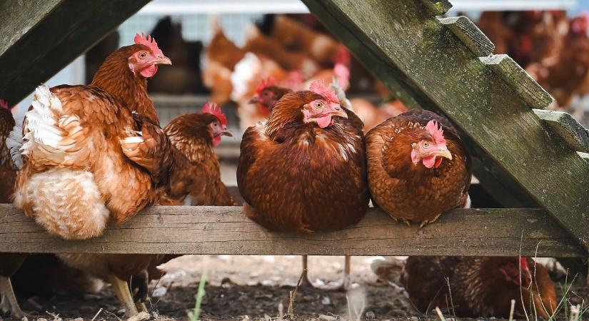 Kötelező védekezési intézkedések léptek életbe a madárinfluenza miatt több, magas kockázatú vármegyében