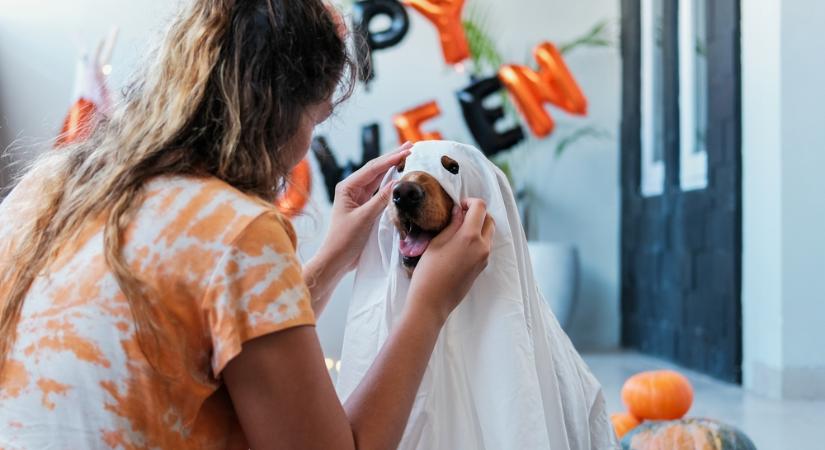 Halloweeni őrület – már a kutyát is beöltöztetik