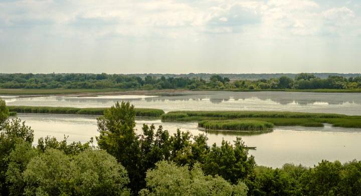 Elfogy a víz a mederből: több tonnányi halat semmisítenek meg a Holt-Tisza egy szakaszán