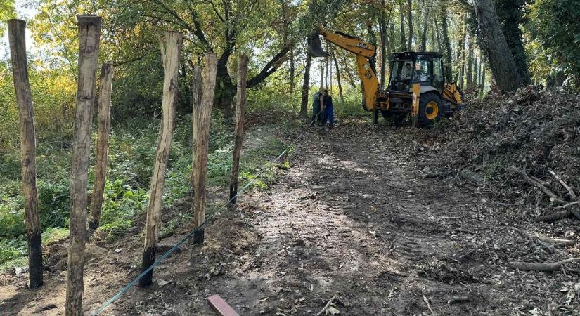 Holtfa sövény épül Csopakon