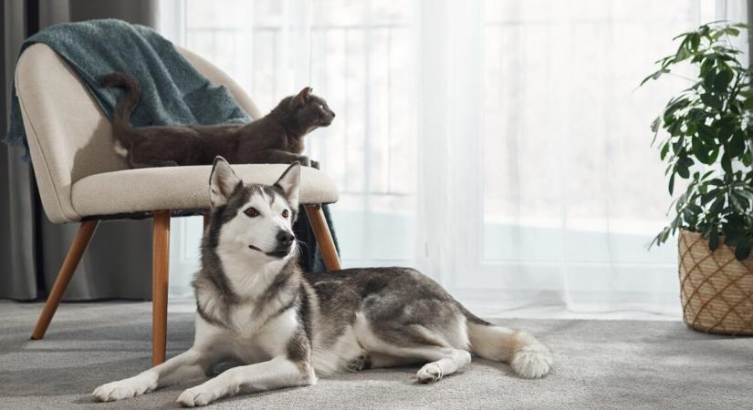 Egy megmentett kiscica és egy husky szívmelengető barátsága
