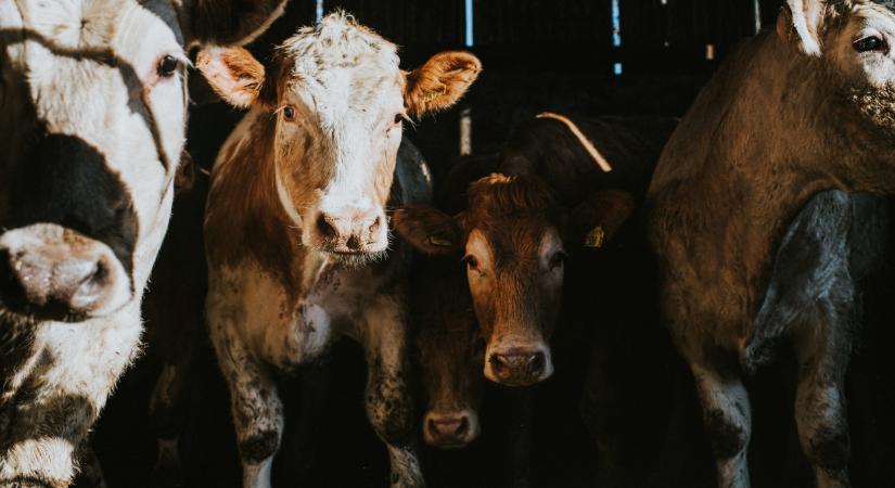 Tilalmat vezettek be ezekre az állatokra: nem lehet exportálni őket