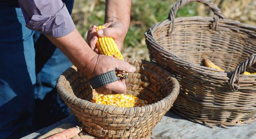 Padlóra küldheti az idei év a kukoricatermesztőket, az árak messze elmaradnak az uniós átlagtól