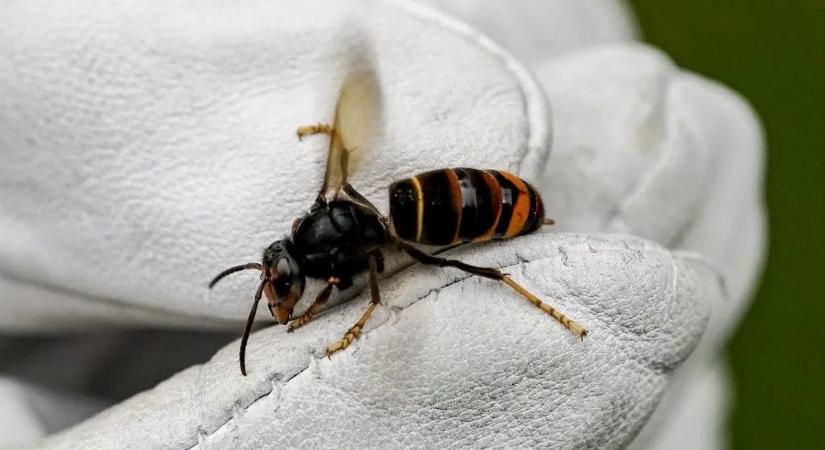 Ez most komoly?! Brutálisan nagy rovar terjed megyeszerte