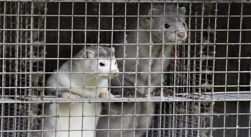Már csak egy lépés, és Lengyelországban is tilos lesz a prémjükért tenyészteni az állatokat