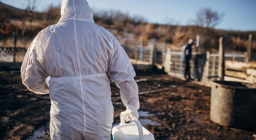 Újabb részletek derültek ki a száj- és körömfájásról: így fékezték meg a járványt