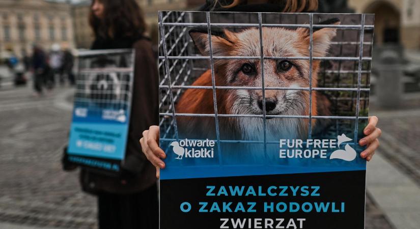 Itt a vége, Lengyelországban betiltják a prémes állatok tenyésztését