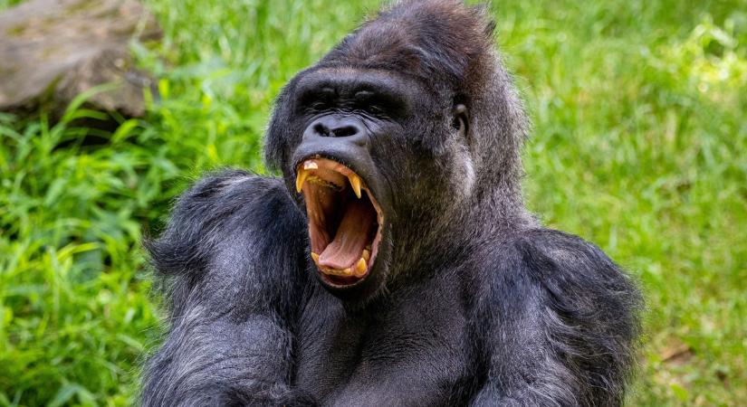 Teljes döbbenet: még mindig vannak gorillák az elhagyatott állatkertben