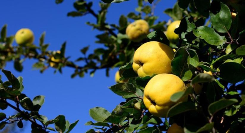 Őszi vitaminbomba a fáról: ezért fogyasszunk birsalmát