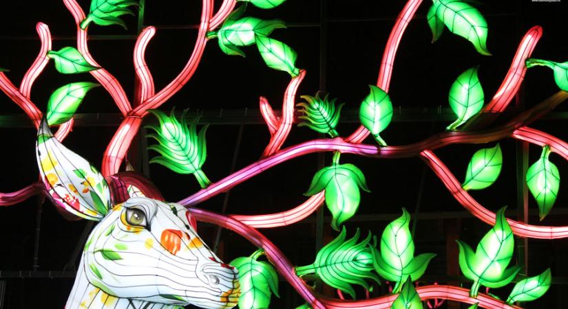 A Világ Állatai Kínai Lampion Fesztivál a budapesti állatkertben