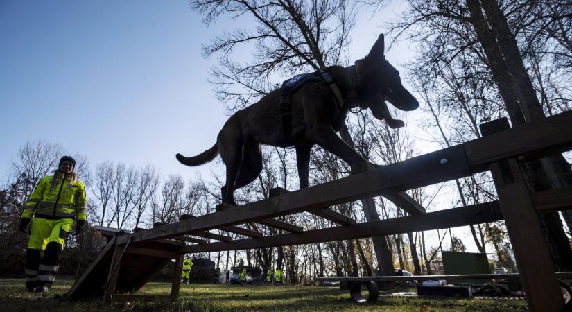 Mérget dobtak a világhírű magyar mentőkutya elé