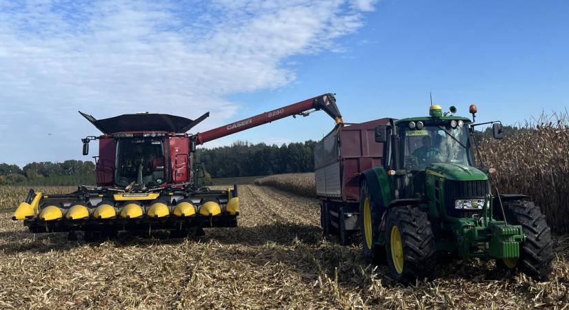 Így termett 18 t/ha kukorica Nagyhalászon