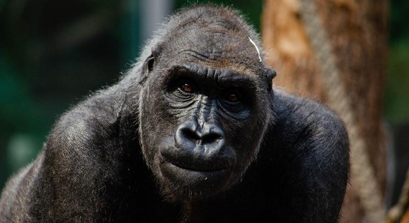Pánik az állatkertben: fiatal gorilla betört a látogatói üveg falába