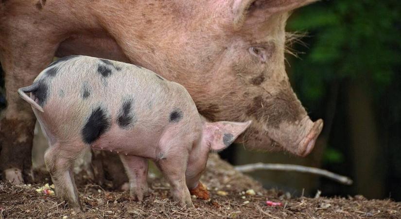 A sertéstartók isszák meg az autóipari csatározások levét, Kína bekeményített