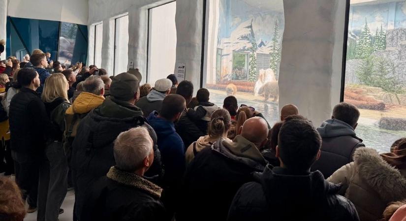 Kulisszatitkok derültek ki a Nyíregyházi Állatpark új szenzációjáról (videóval)