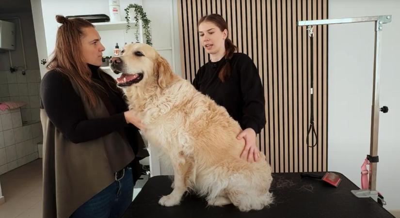 Nem luxus, hanem gondoskodás: kutyakozmetikában járt az EBizód – videóval
