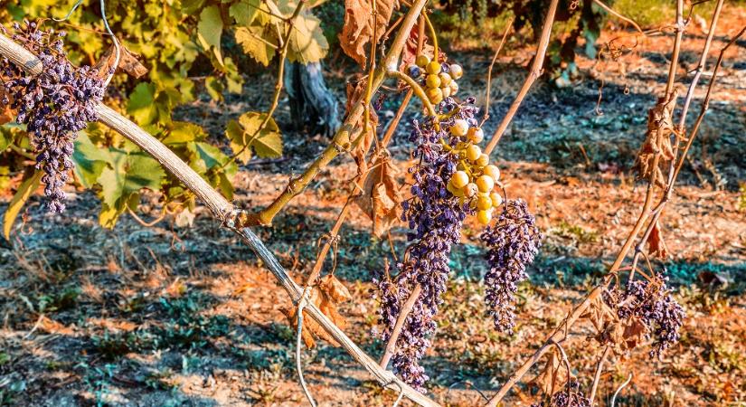 Továbbra is terjed a pusztító kór – az agrárminiszter üzent a szőlősgazdáknak