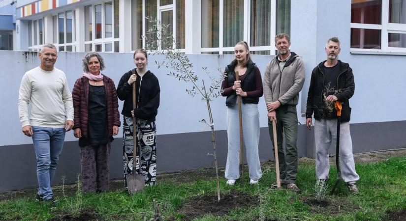 Zöld lett a győri „kék iskola”: gránátalmát csipegethetnek majd az adyvárosi gyerekek - Képgaléria