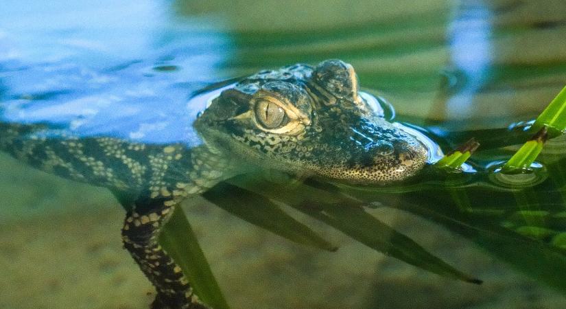 Krokodil mászott a luxusszálloda medencéjébe Ausztráliában – a nyaralók nem estek kétségbe