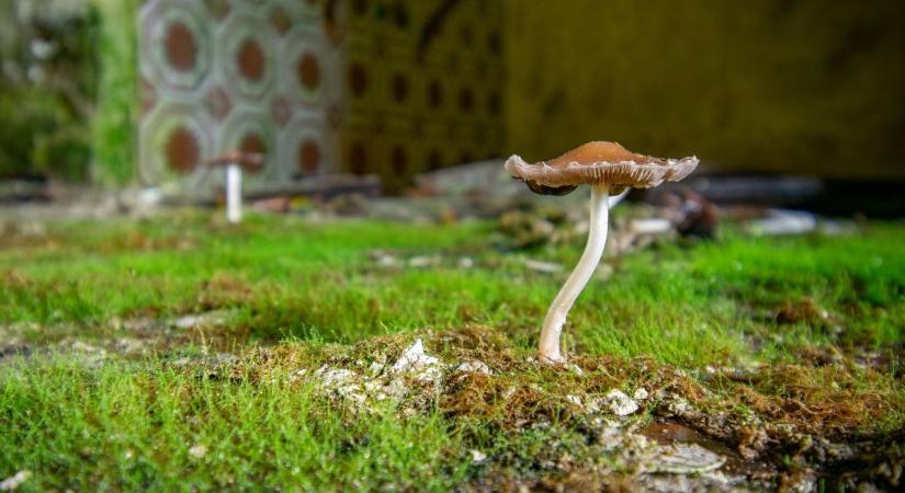 Ahol már a gomba az úr – Elhagyott iskola a természet ölelésében (galéria)