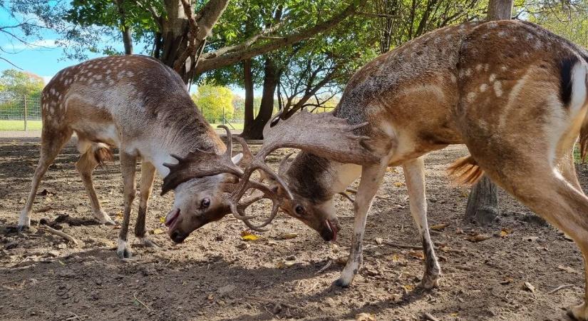 Elkezdődött a dámszarvasok násza a Körösvölgyi Állatparkban