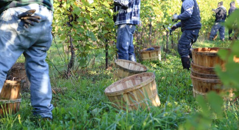 Nagy erőkkel kutatja át a hivatal a magyar szőlőket: ezt keresik - Sok helyen már ráakadtak, nem voltak boldogok