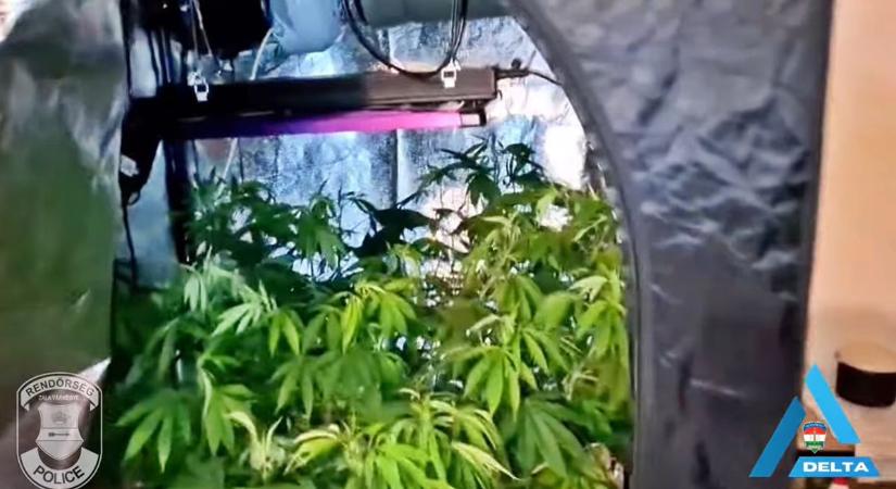 Cannabis ültetvény egy zalai lakásban? Több mint két kilogrammnyi szárított marihuánára csaptak le a zalai rendőrök