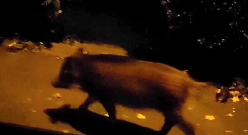 16 darab jól megtermett vaddisznót számolt meg a békés budai polgár az otthona kapujában