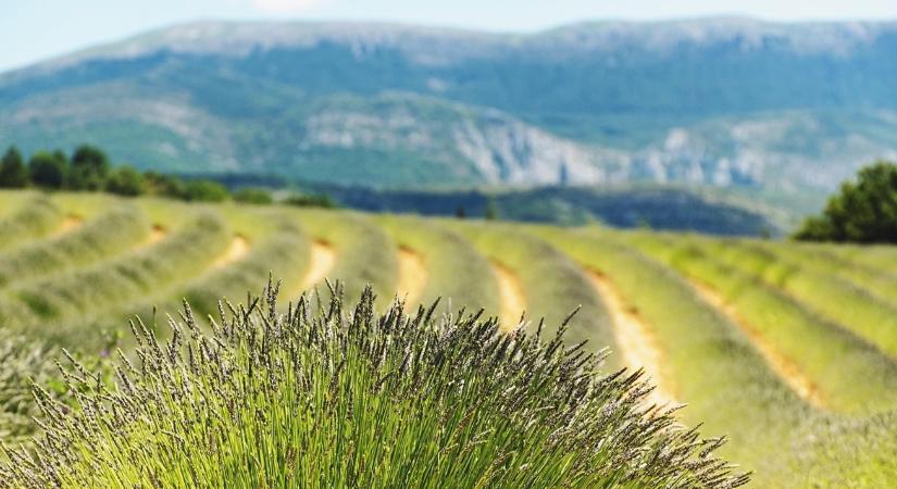 Agráróriás születik – több ágazatban is meghatározó szereplő lesz
