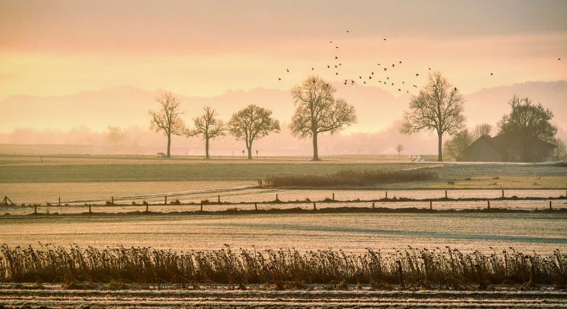 Optikai illúzió: 140-nél magasabb az IQ-ja, ha rájön, melyik fa nem illik a sorba