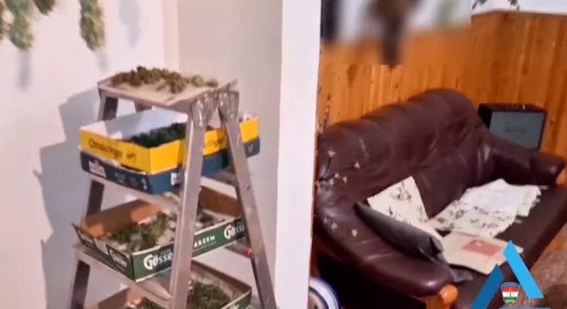 Két kiló fű, élő növények – így bukott le a kanizsai drogdíler