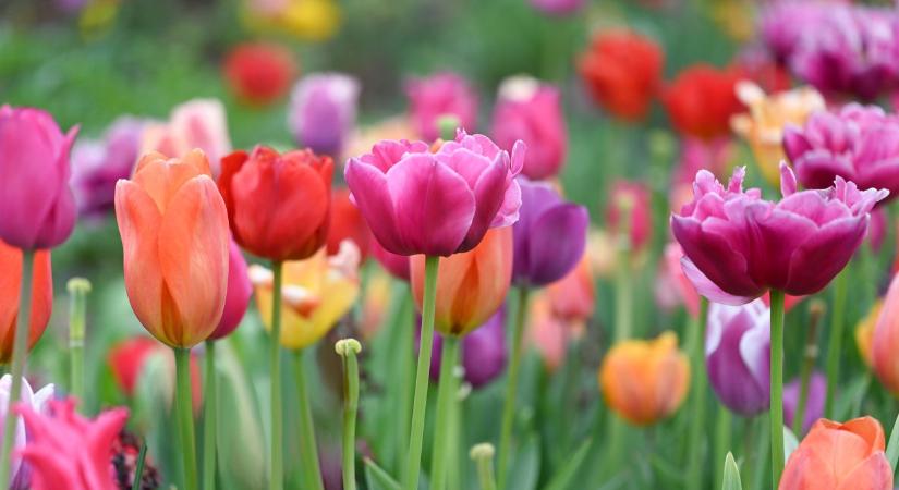 Még elültetheted őket novemberig: a legjobb tulipánhagyma lelőhelyek és legszebb fajták