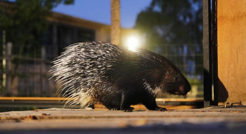 Kalandfilmbe illő hajsza folyik a Debrecenből Jászberénybe került sül után