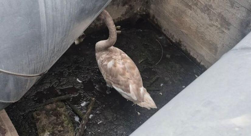 Hattyút mentettek a győri tűzoltók - fotók a mentésről