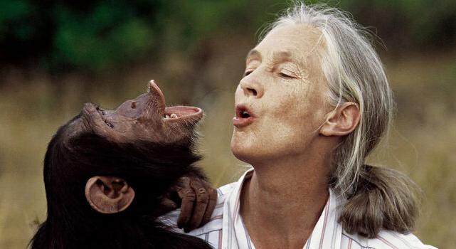 Jane Goodall utolsó üzenete – „Célja van annak, hogy itt vagytok!”
