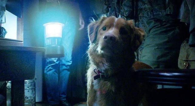 A magyar mozikat sem kerüli el az év legkülönlegesebb horrorja: egy kutyás film