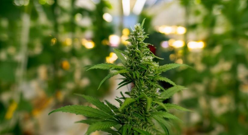 Szép fogás – Több mint két kilogramm kábítószert találtak egy nagykanizsai férfi lakásában