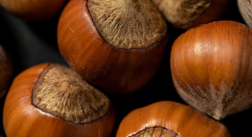 Dió és mogyoró: apró magok, nagy érték – a helyes betakarítás titkai