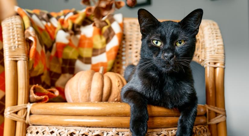 Közeleg a Halloween, betiltották a fekete macskák befogadását