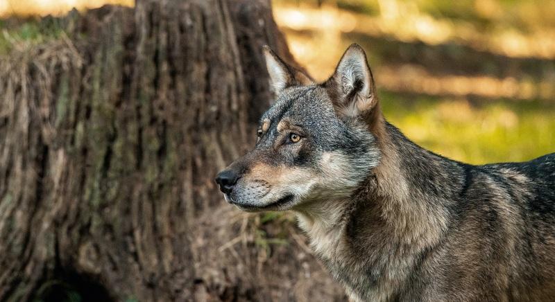 A „gonosz” farkas? – Természetvédelem és félelem