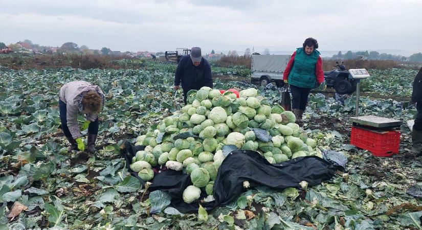 Szépvízi káposztavágás utáni mérleg: idén kisebb fejek fejlődtek