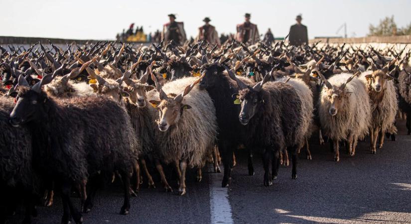 Jön ősz egyik legjobban várt hajdú-bihari eseménye, minden tudnivaló egy helyen