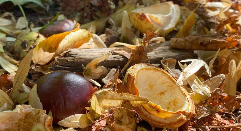 Aranyló fényekben úszik a veszprémi Erzsébet-sétány (galéria)