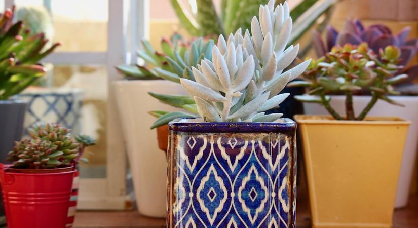 Növények, amik szeretik a radiátort – és amik menekülnek tőle