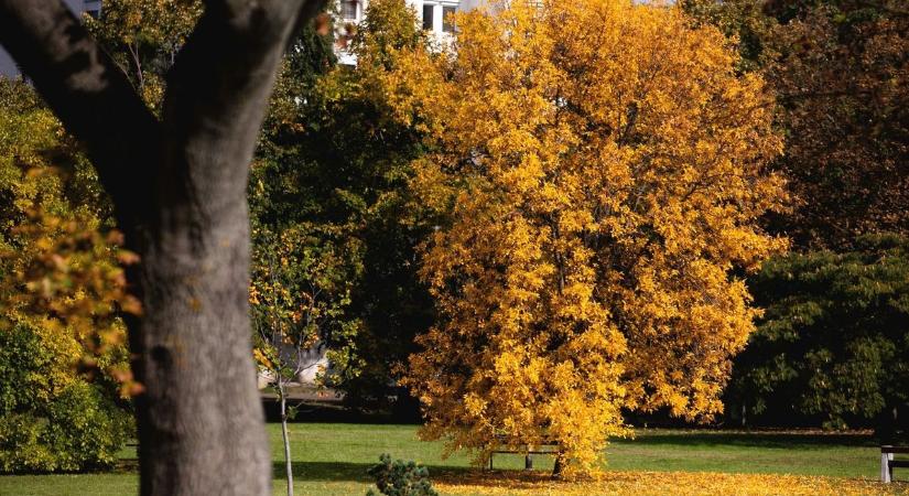 Gyönyörű őszi képeken a debreceni városrész – fotókkal